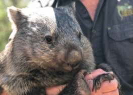 Man holding a cute wombat